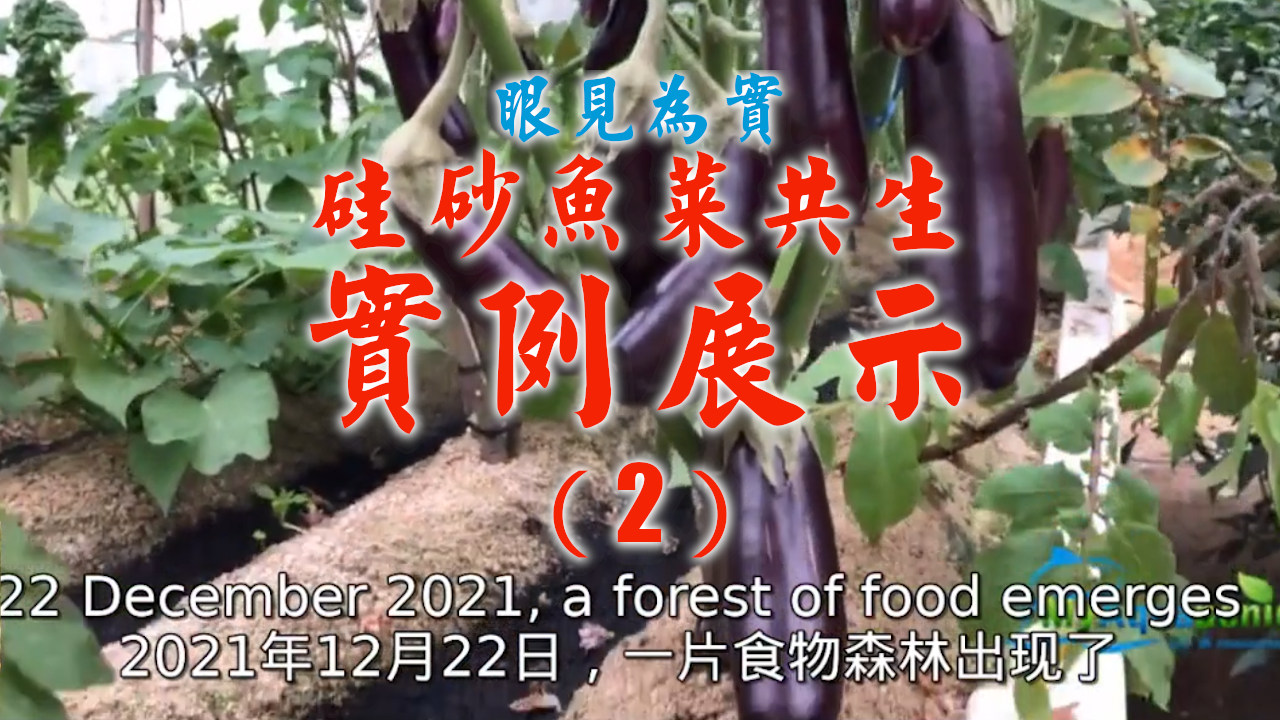 将荒砂变食物森林 2022：硅砂鱼菜共生实例展示（2）